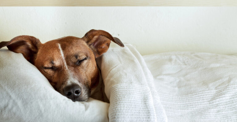 The Top 10 Most Sleepy Dogs