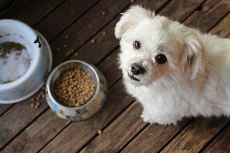 What Human Food Is Unsafe For Dogs