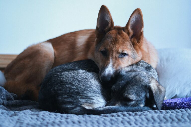 Should I Get A Second Dog? – Advice On Getting A Second Dog