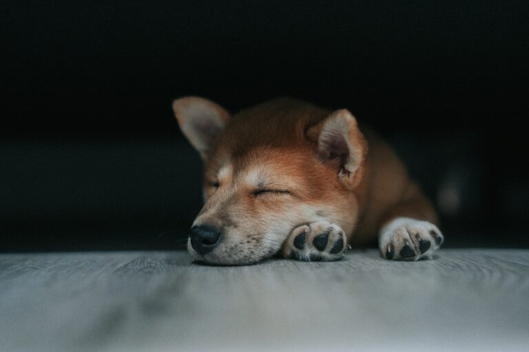Why Do Dogs Sleep So Much – Dog Sleeping Habits