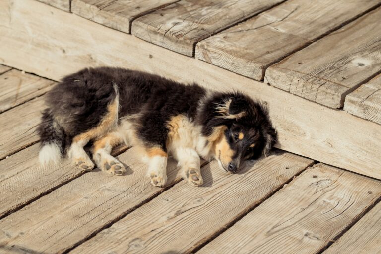 How to Keep Your Dog Cool in the Heat (and What to Do If They Get Sunstroke)