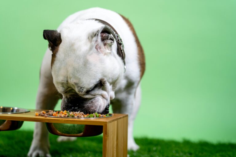 How to Help Your Dog Maintain a Healthy Weight