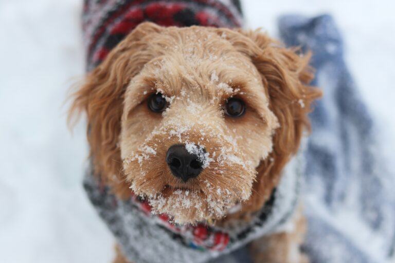 How To Keep Your Dog Warm In Winter